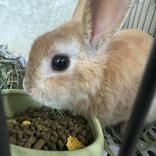 保護っ子