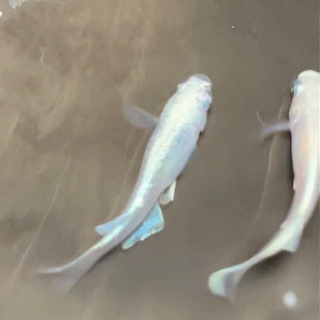 青みゆき　フルボディ　鉄仮面　動画有り　幹之ミユキ(卵10ヶ)