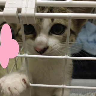 雑種2ヶ月♂