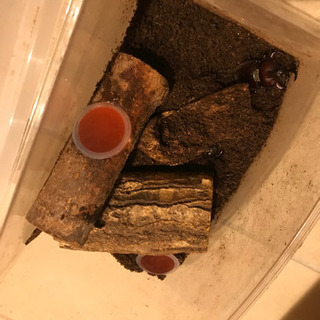 カブトムシ