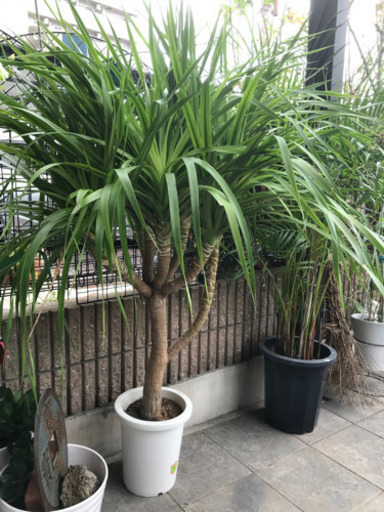 引き取り希望！観葉植物