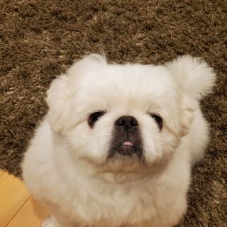大切に育ててくれる方へ