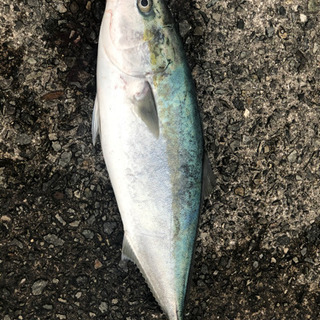 釣り仲間を大大大募集しております🙇‍♂️