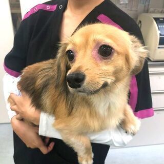 【パート・アルバイト】動物病院でサプリメント等のネット販売スタッフの画像