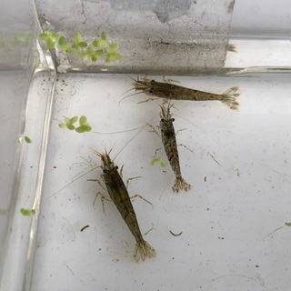ミナミヌマエビ10匹+おまけ　
