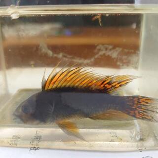 熱帯魚　アピストグラマ　カカトゥオイデスの画像