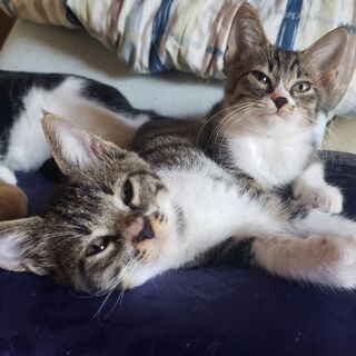 里親を探しています😺