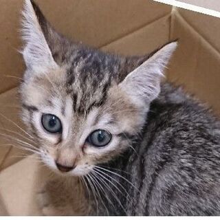 生後2か月の子猫の里親募集です。　子猫の引取先決まりました - 金沢市