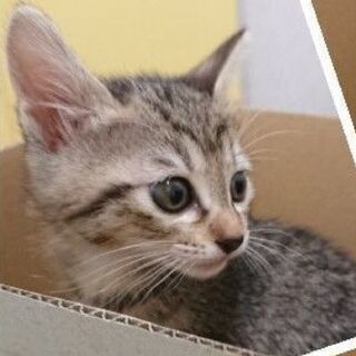 生後2か月の子猫の里親募集です。　子猫の引取先決まりました - 猫