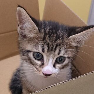 生後2か月の子猫の里親募集です。　子猫の引取先決まりました − 石川県