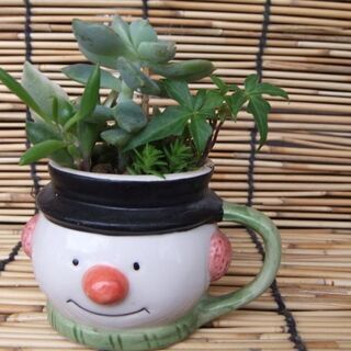 多肉植物の寄せ植え⑮