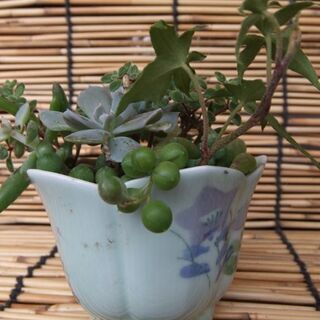 多肉植物の寄せ植え⑰