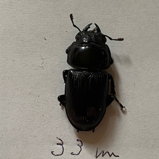 岩手県産オオクワガタメス33ミリ