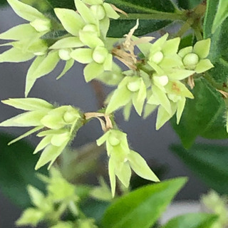 【お譲り先決定】銀梅花ギンバイカ マートル 鉢植え ワンコインの画像