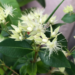 【お譲り先決定】銀梅花ギンバイカ マートル 鉢植え ワンコインの画像