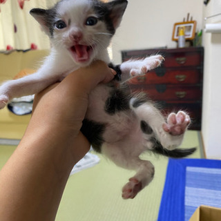 里親決定しました！