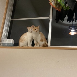 野良猫保護