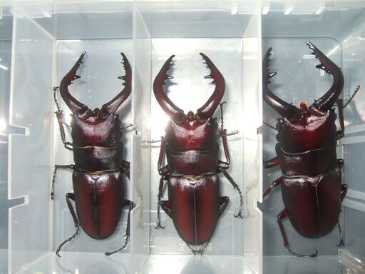 ノコギリクワガタ  ３ペア