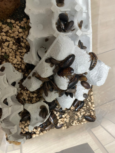 デュビアコロニー丸ごと