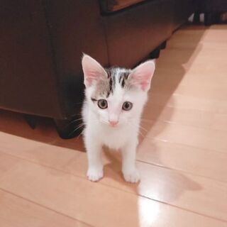 1ヶ月半の元気いっぱいのオス猫ちゃんです。
