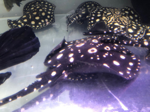 値下げしました、淡水エイ　　ダイヤモンドポルカ　オス