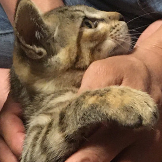 ☆里親さん決定☆7/7譲渡☆子猫キジトラ 生後１ヶ月半