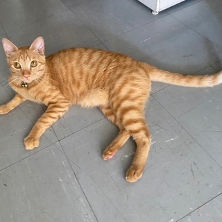 茶トラオス・迷子猫・探してます！