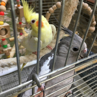 オカメインコ🐤🐦メス二羽
