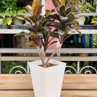 観葉植物　コルディリネ・パープルコンパクタ （千年木）