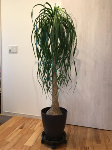 【観葉植物】トックリラン (ポニーテール) 全長約147cm