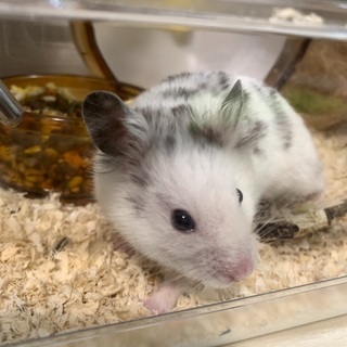 ゴールデンハムスター