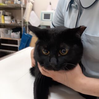病院で先生曰く、男の子顔の黒ちゃん女の子デス