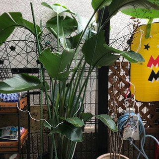 大型観葉植物！