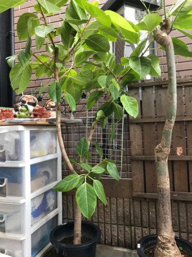 大型　観葉植物！