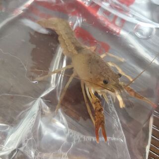 自然採取のアメリカザリガニ