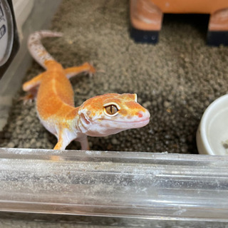 生き物好き雑談グループ − 愛知県