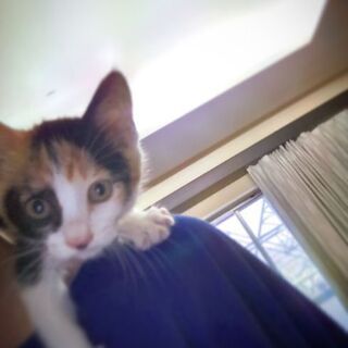 三毛猫　子猫里親様募集