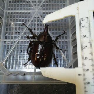 ニセヒメカブト♂