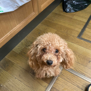 沢山のお問い合わせありがとうございました。素敵な里親さんが見つか...