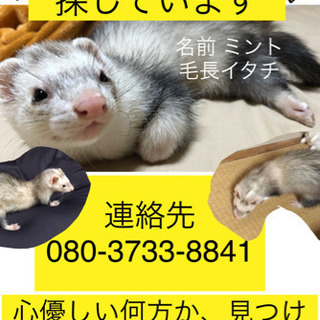 無事発見されました！皆様ありがとうございました。フ̶ェ̶レ̶ッ̶...