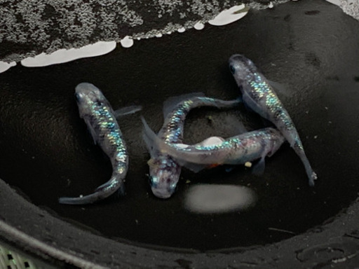【極上】白ブチラメ幹之サファイア系メダカ　稚魚　