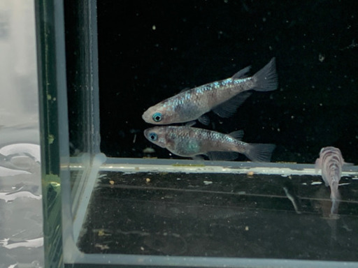 【極上】白ブチラメ幹之サファイア系メダカ　稚魚　