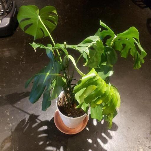 早い者勝ち！　モンステラ　鉢植え