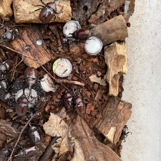 ✳︎カブトムシ✳︎1匹100円♩の画像