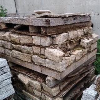 ピンコロ各種お持ち帰り放題