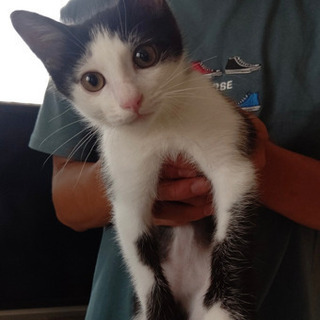 活発で人懐っこいハチワレの男の子(=^ェ^=)