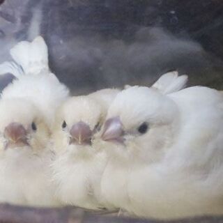 白キンカチョウの会