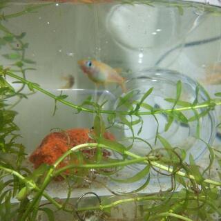 MIXめだか 10匹 ★稚魚や卵でもOKの画像