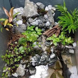 熱帯魚始めてみませんか？の画像