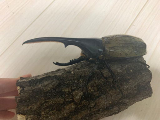 ヘラクレスオオカブト　ペア　後食済み　　